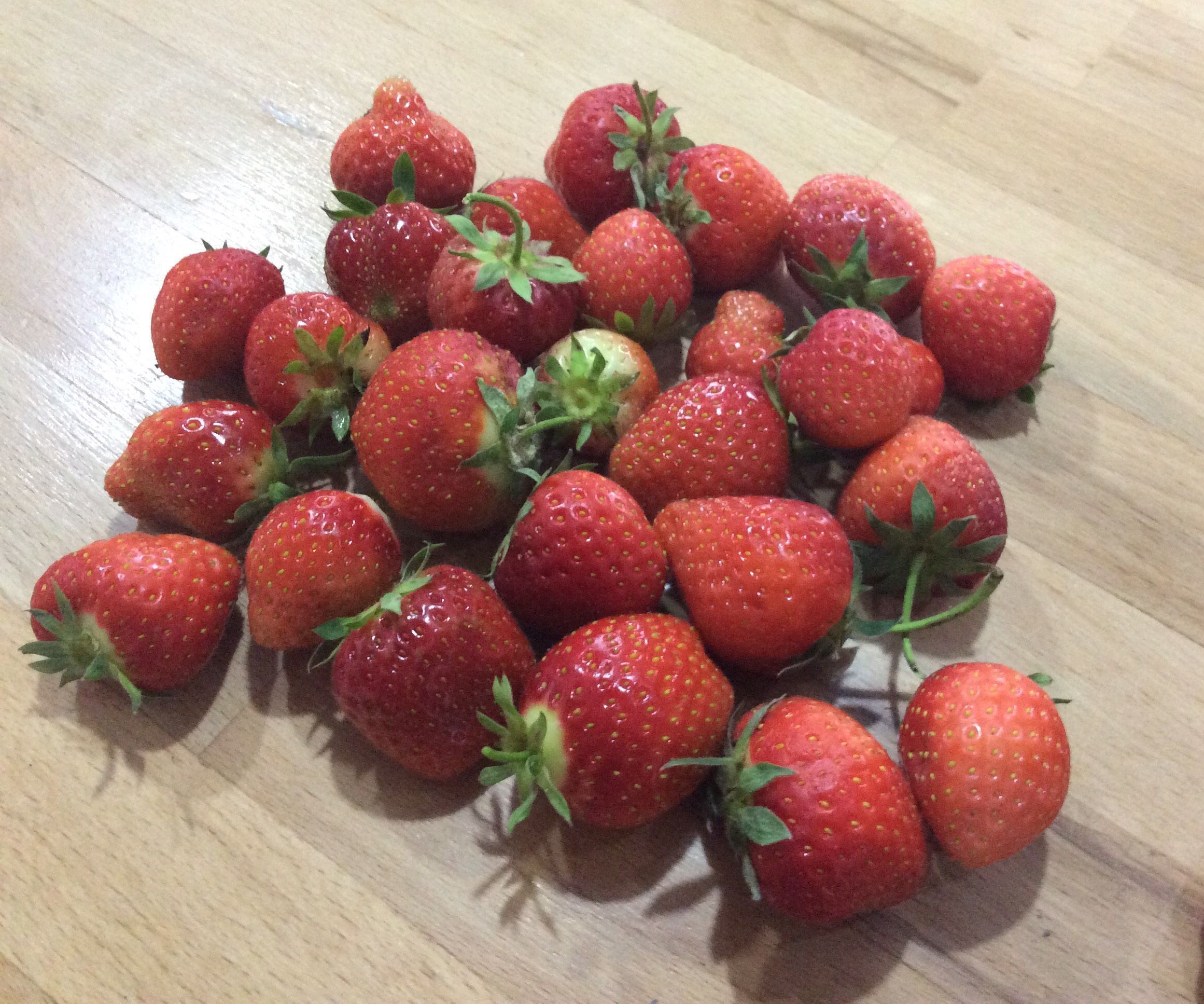 Raised Bed Electric Slug Fence