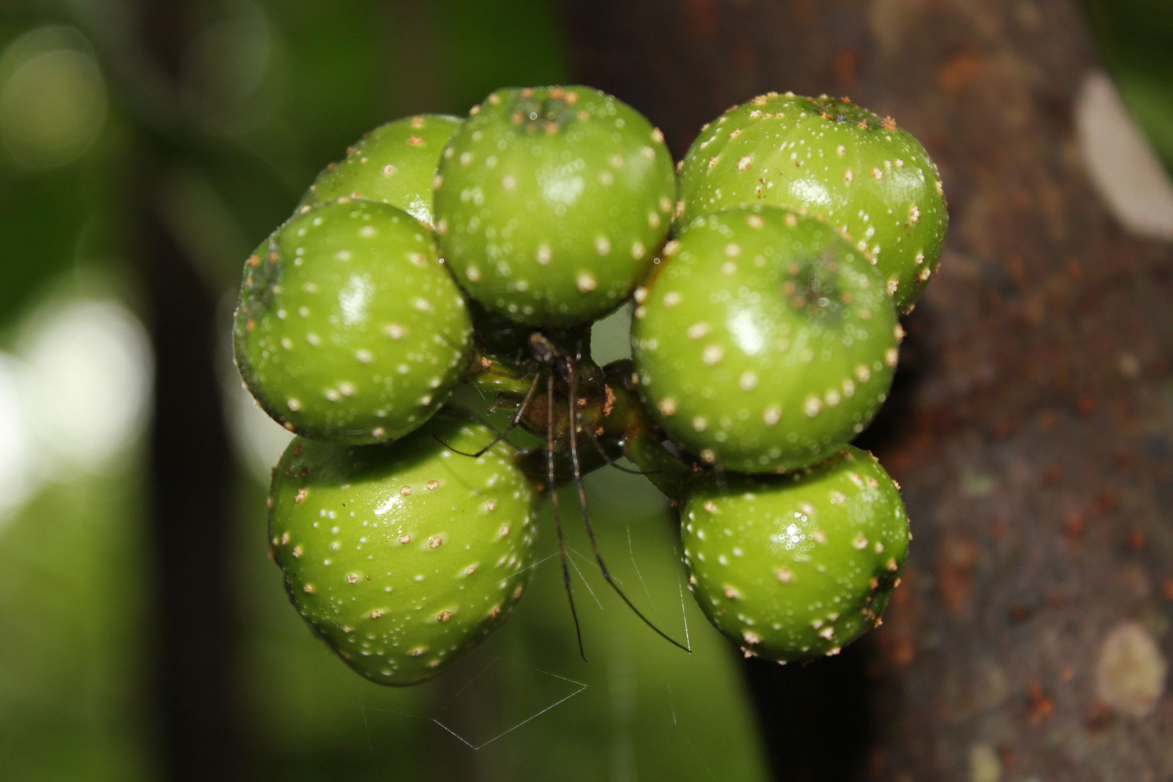 Not Edible But Looks Though