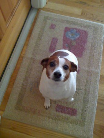Doggie Doorbell
