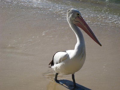 Pelican, a Static Html Blog Generator