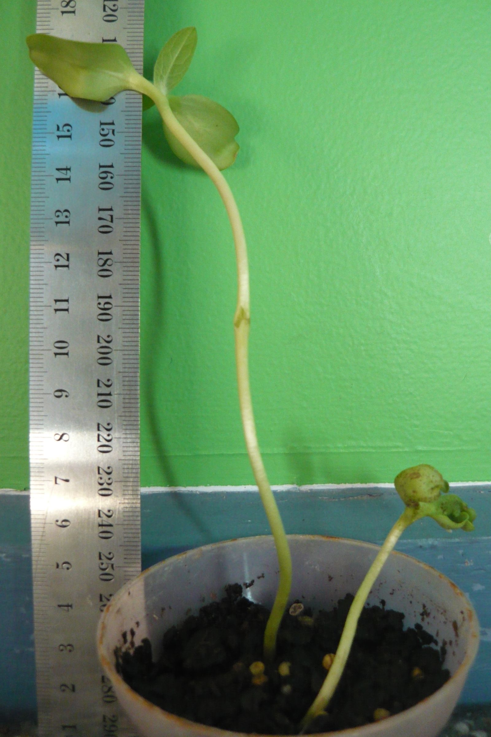 How to Grow an Eye Catching Indoor Sunflower : 3 Steps - Instructables