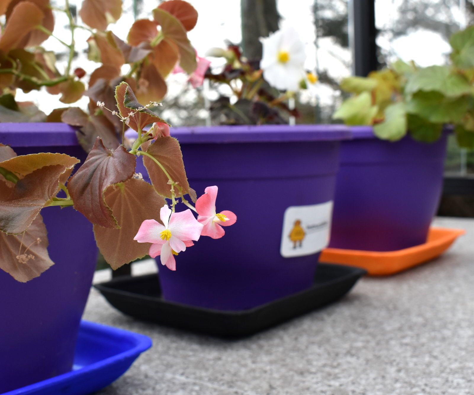 Perfectly Prodigious Polystyrene Plant Plate!