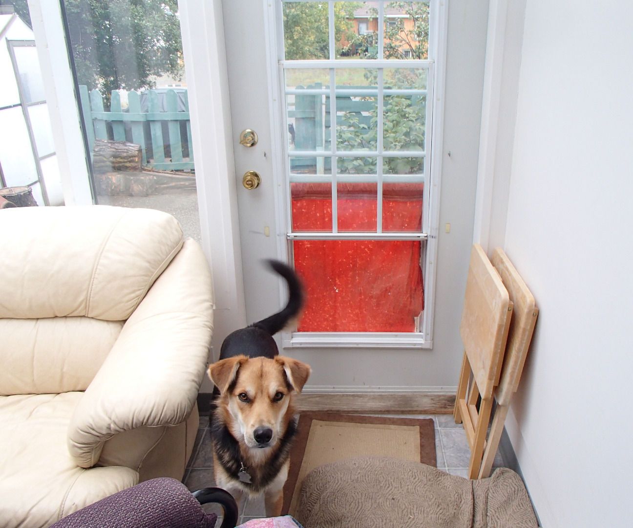 Dual Duty Doggie Door