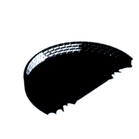 download {{ file.name }}