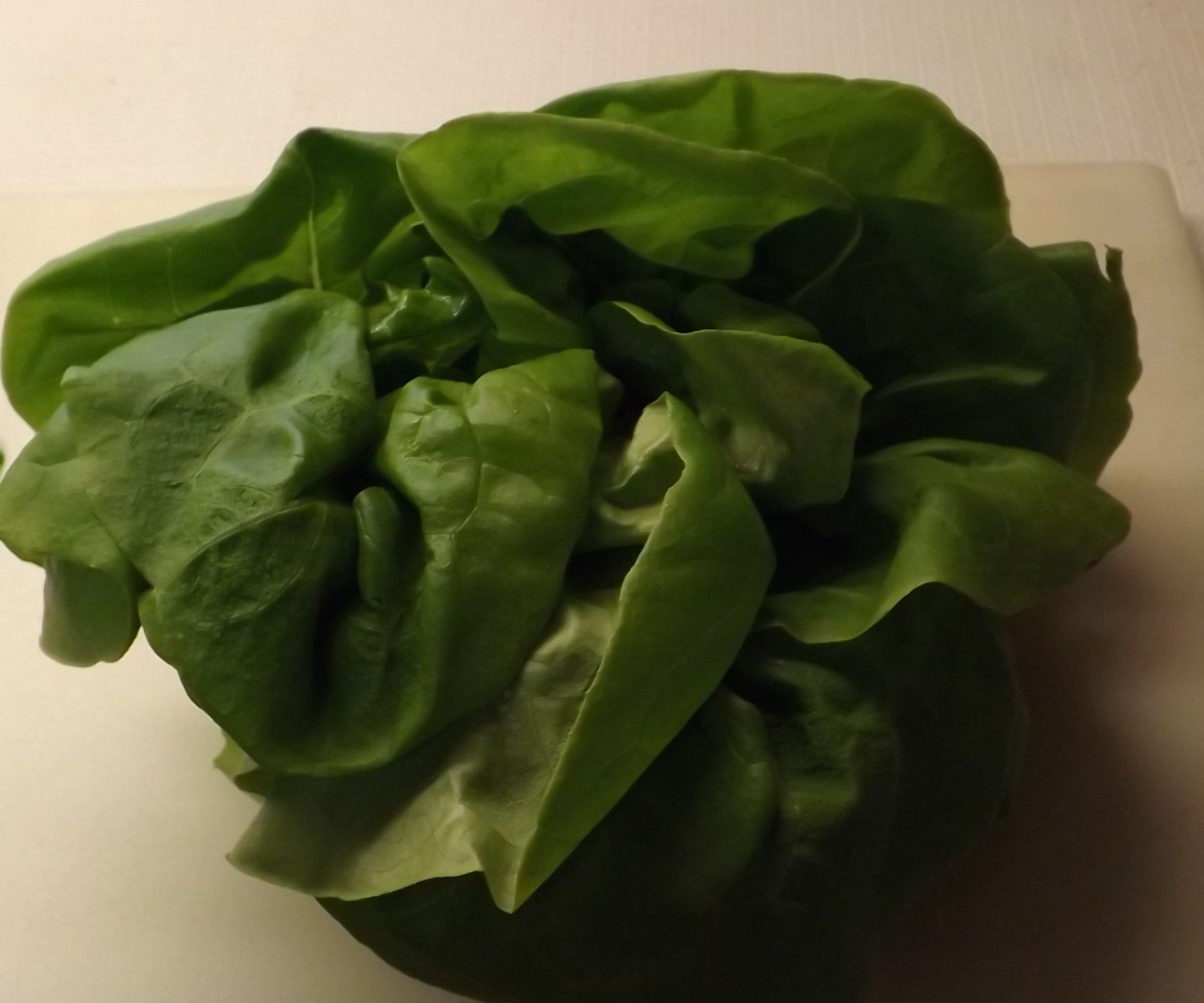 STORING LETTUCE & KEEPING IT FRESH!