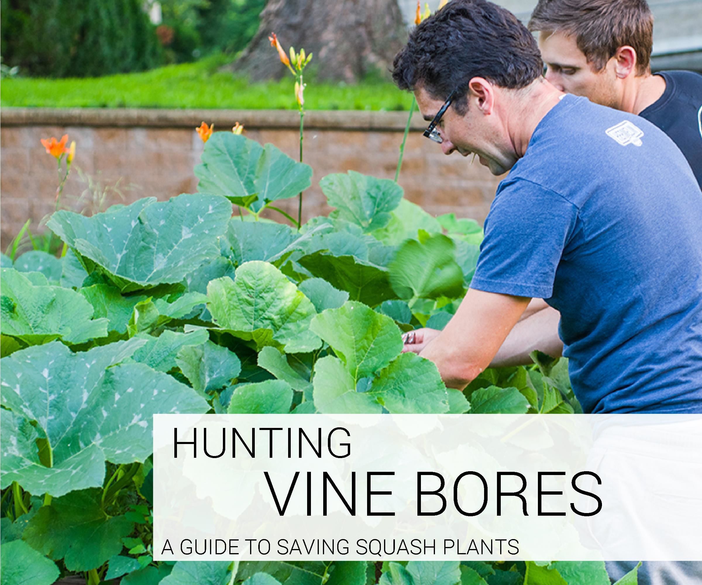 How to Hunt Vine Borers