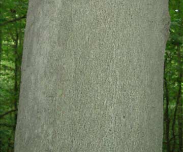 Notice the Bark