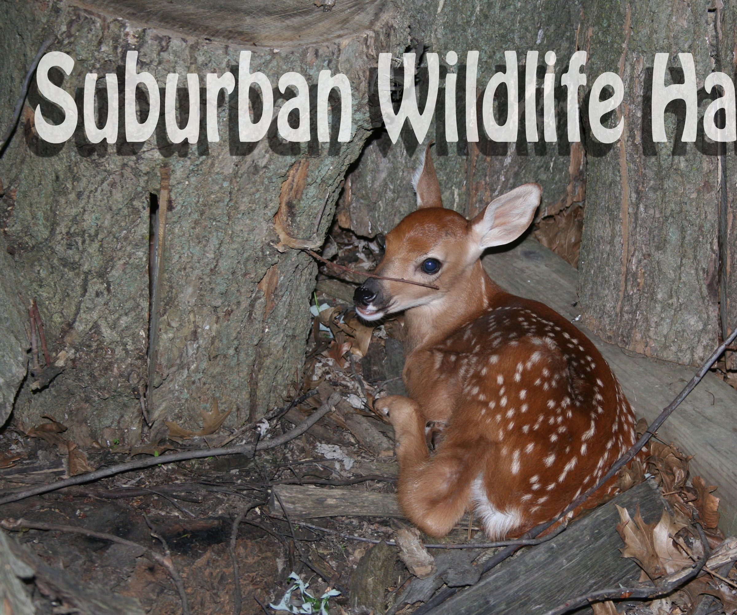 Suburban Habitat for Animals in the Wild