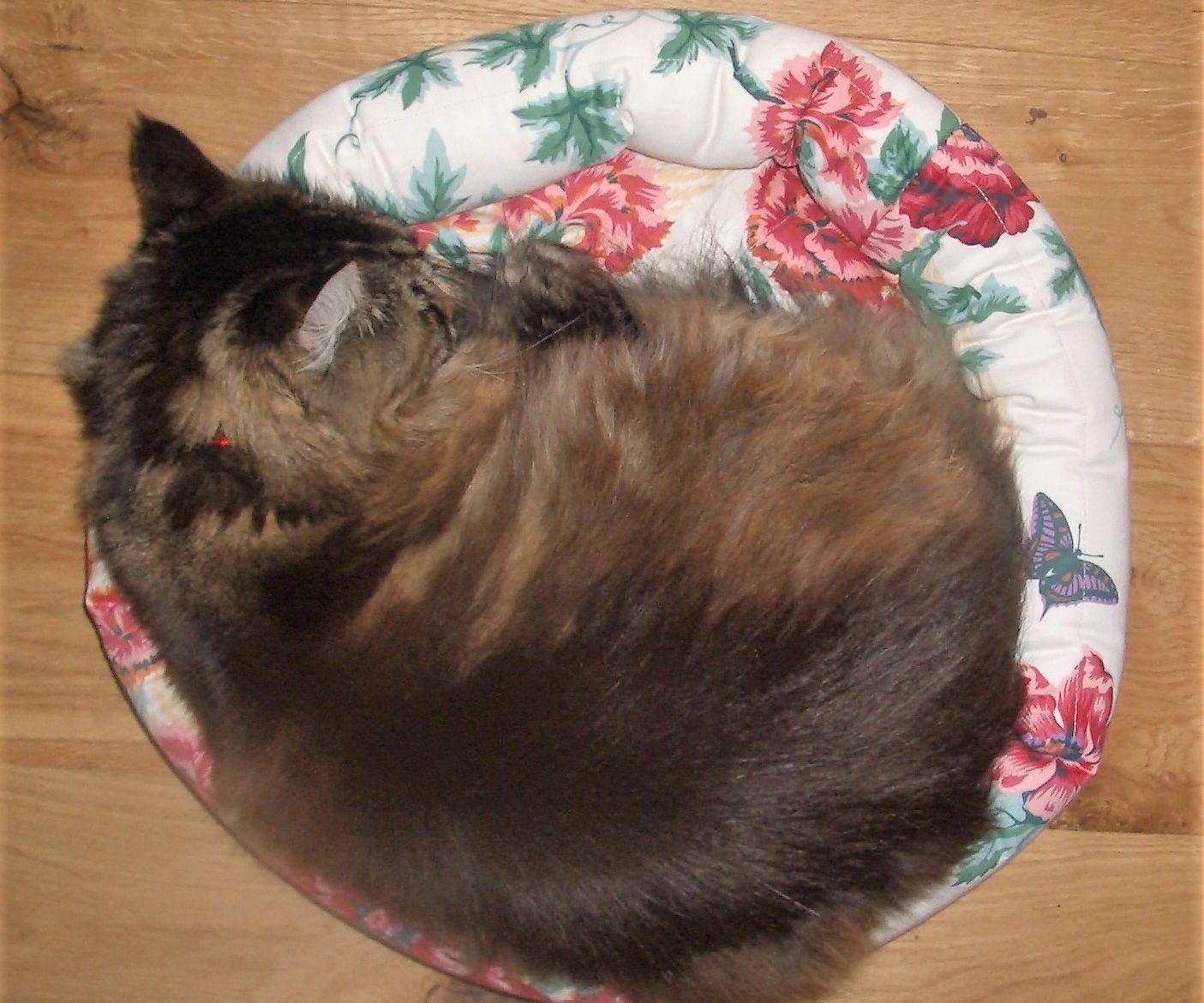 A Classy Cat Bed