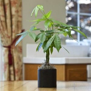 Indoor Air Pollution Solutions As Health Protection at Home
