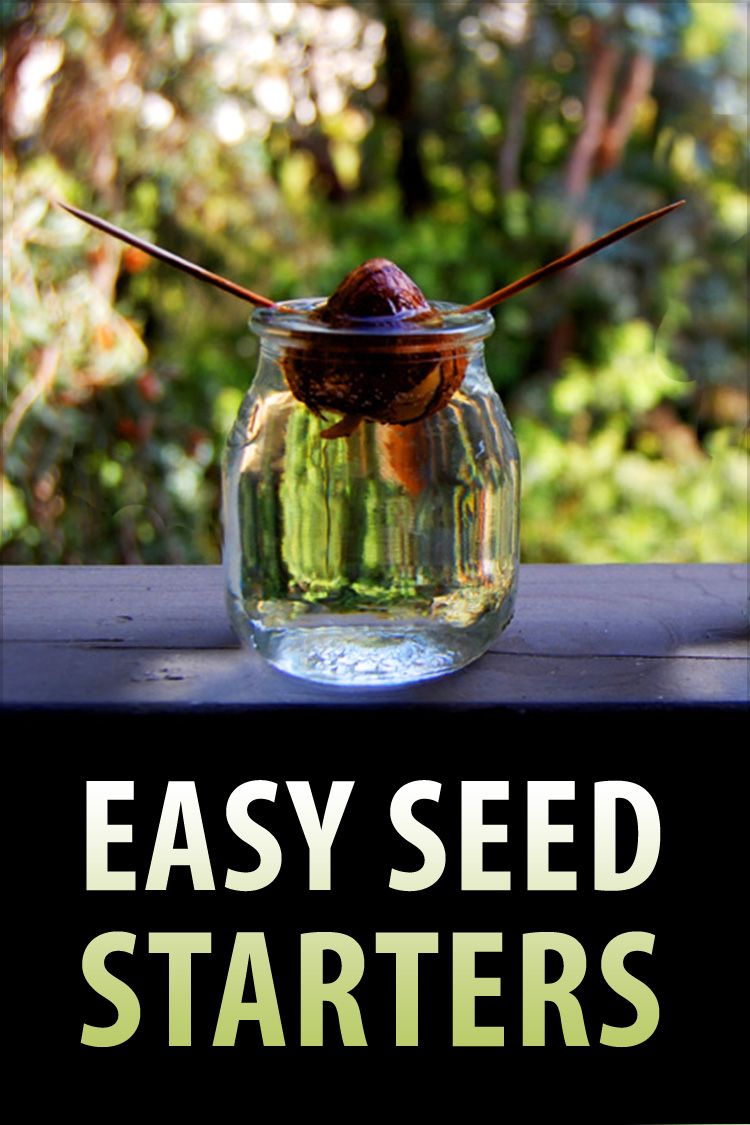 Collection Cover Image: Easy Seed Starters