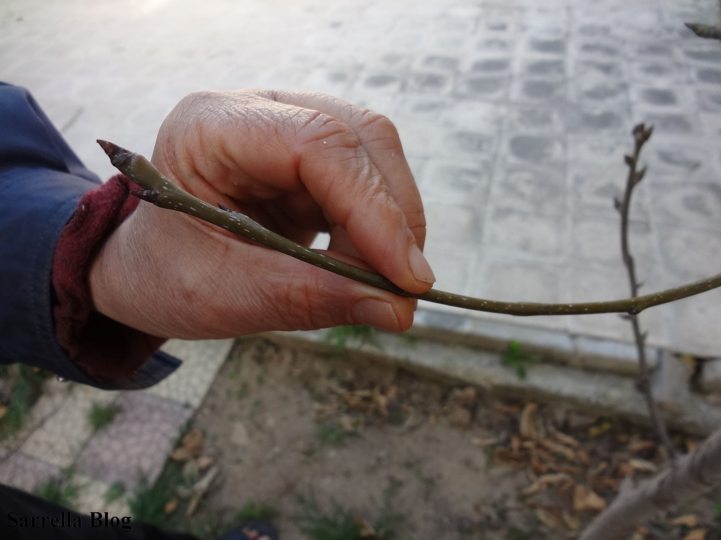 Grafting a Pear Scion to a Quince Tree 14 Steps (with Pictures
