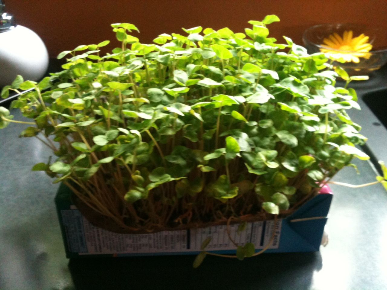 MicroGreen Machine (hydroponic Micro Greens at Virtually No Cost)