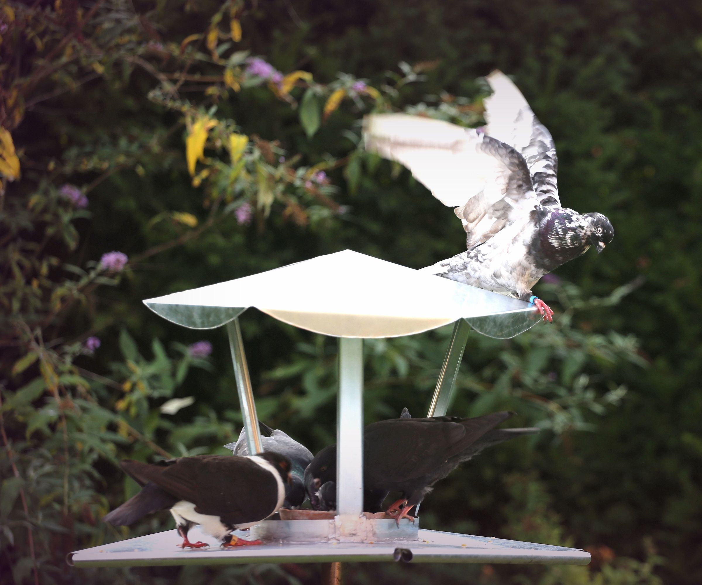 Indestructable   Metal Pigeon/Birdfeeder