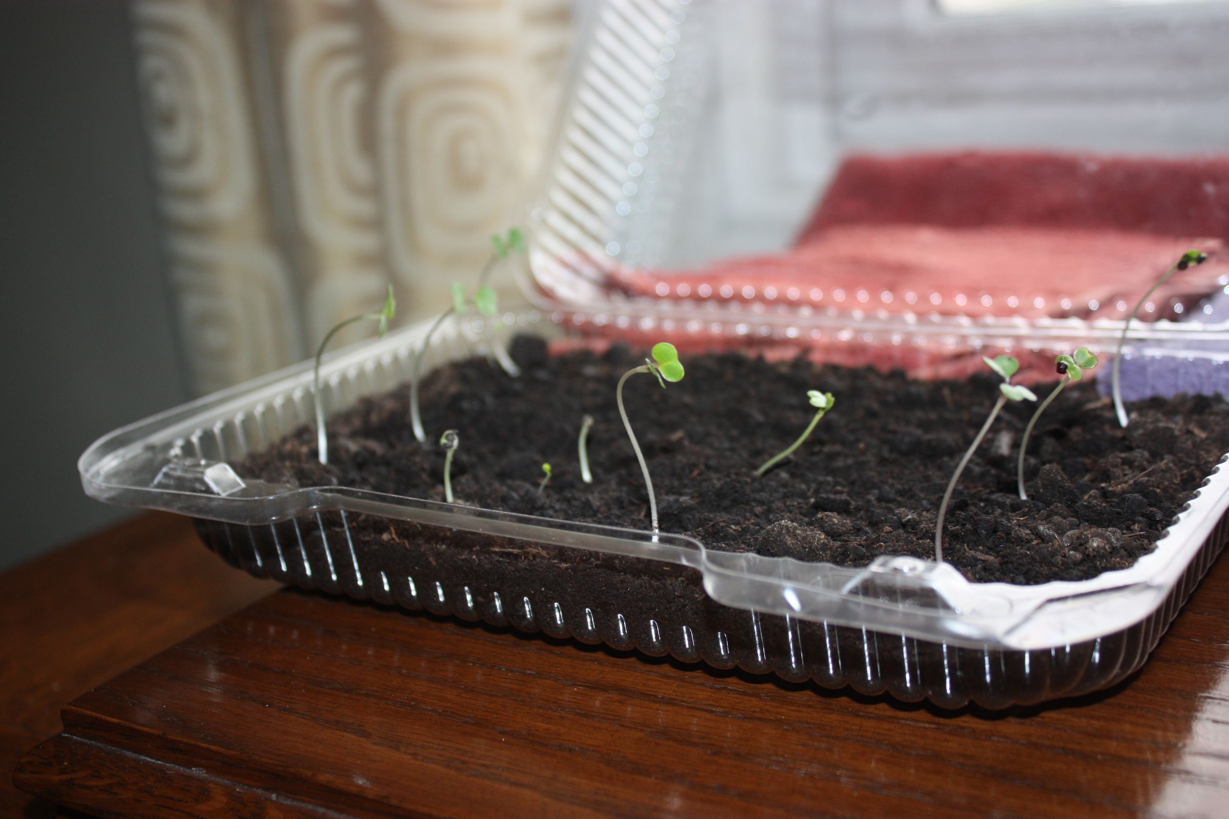 Simple Green House/Seed Starter