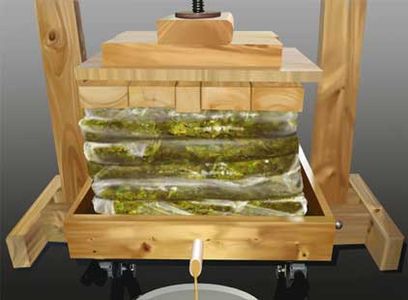 Algae Oil Extraction