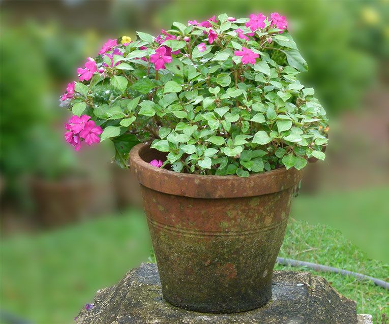 Home Automation - Watering Plants