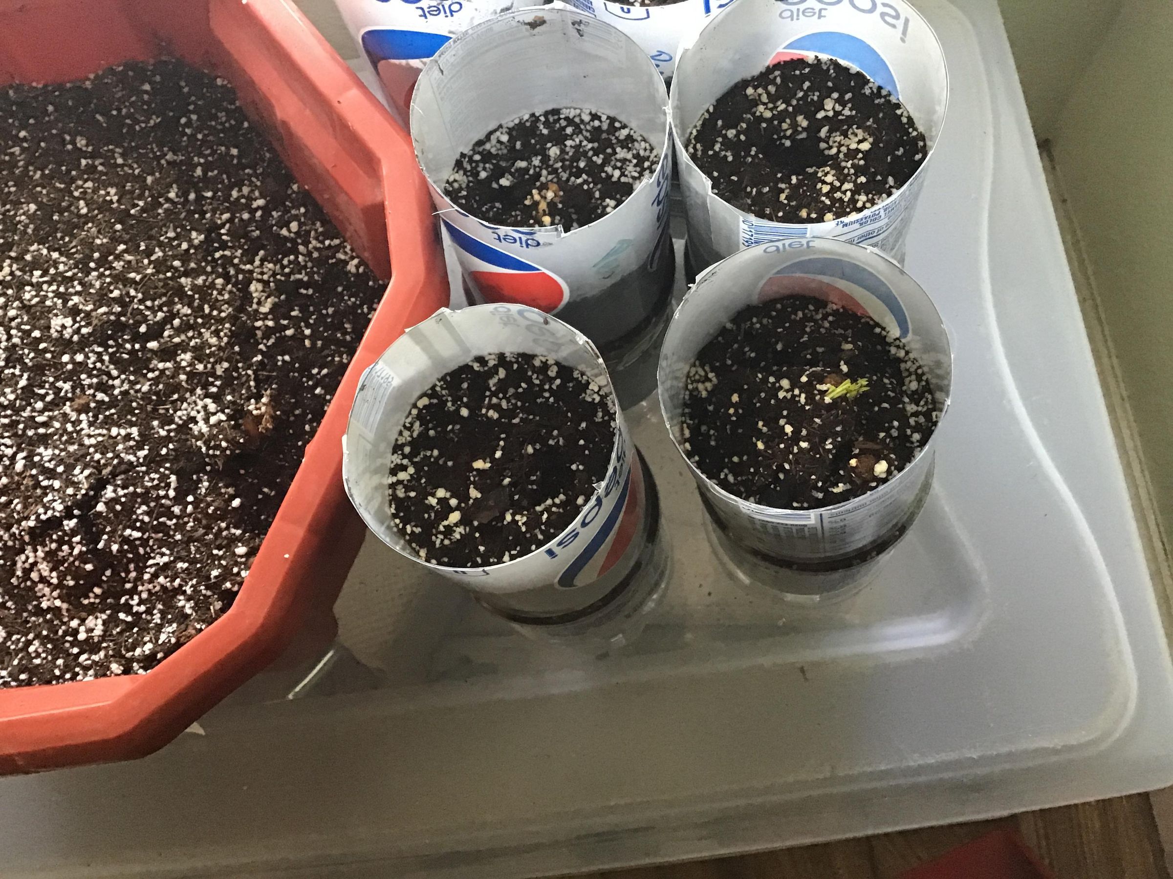 Start Peanut Seedlings 5 Steps Instructables