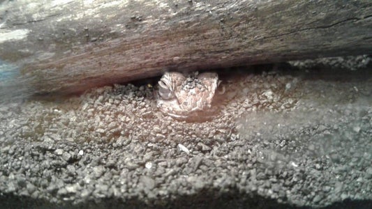 lizard with blue belly