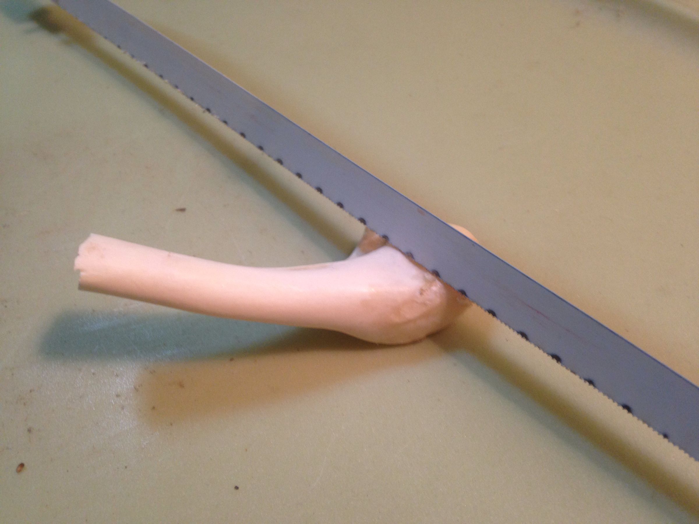 how to use a wing bone turkey call