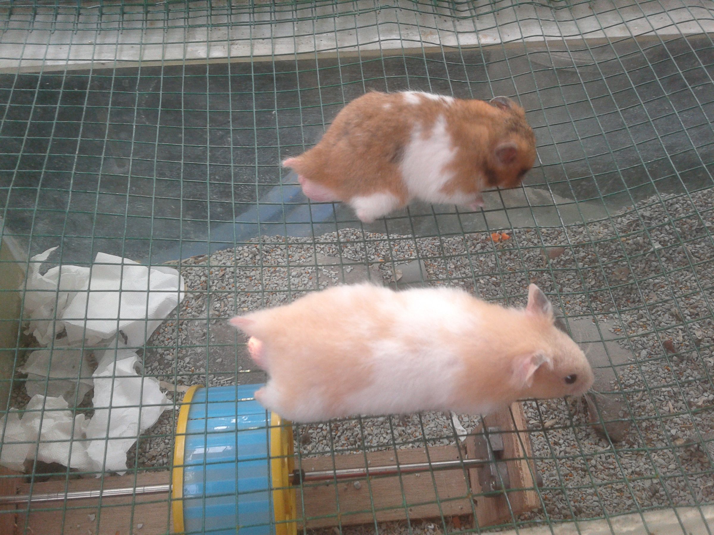 Single Hamster Cage : 3 Steps - Instructables