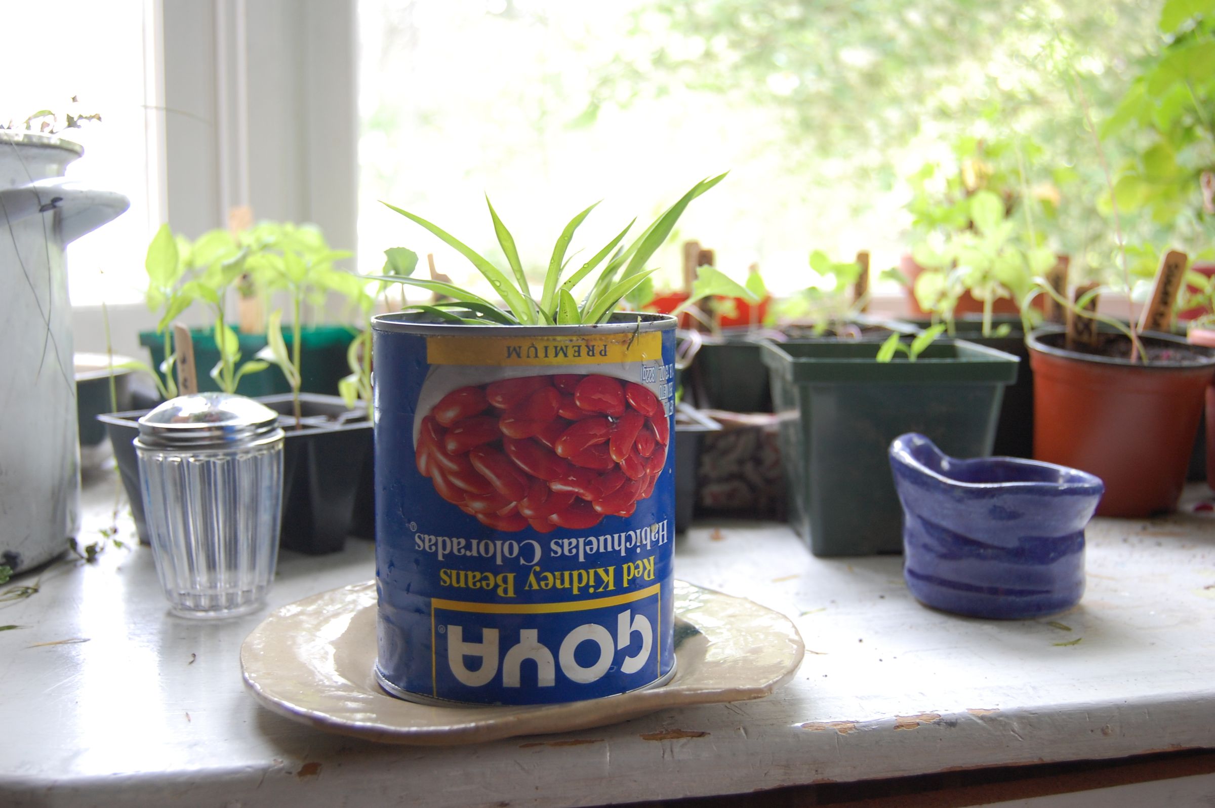 How to Make an Indoor Garden