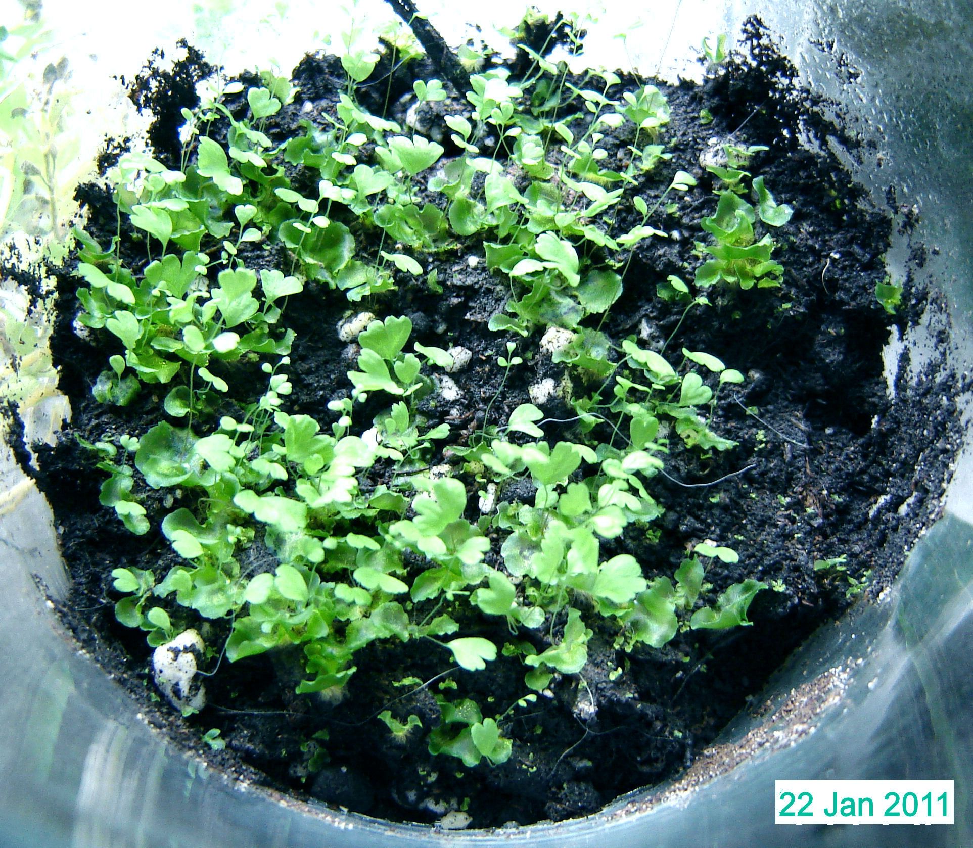 How to Grow Ferns From Spores (with Pictures) Instructables