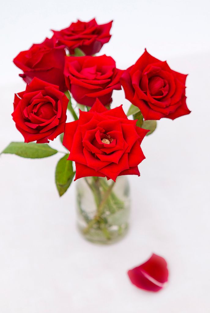 How to Plant Beautiful Roses