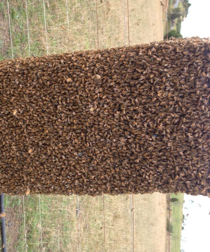 How to Mark a Queen Bee