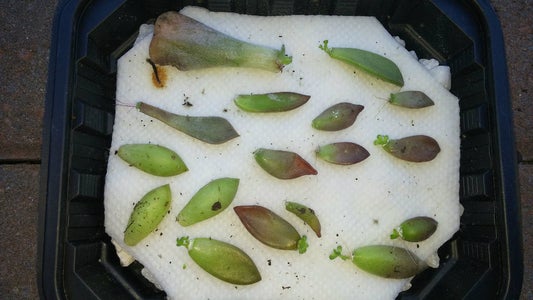 Wait for Sproutlings!