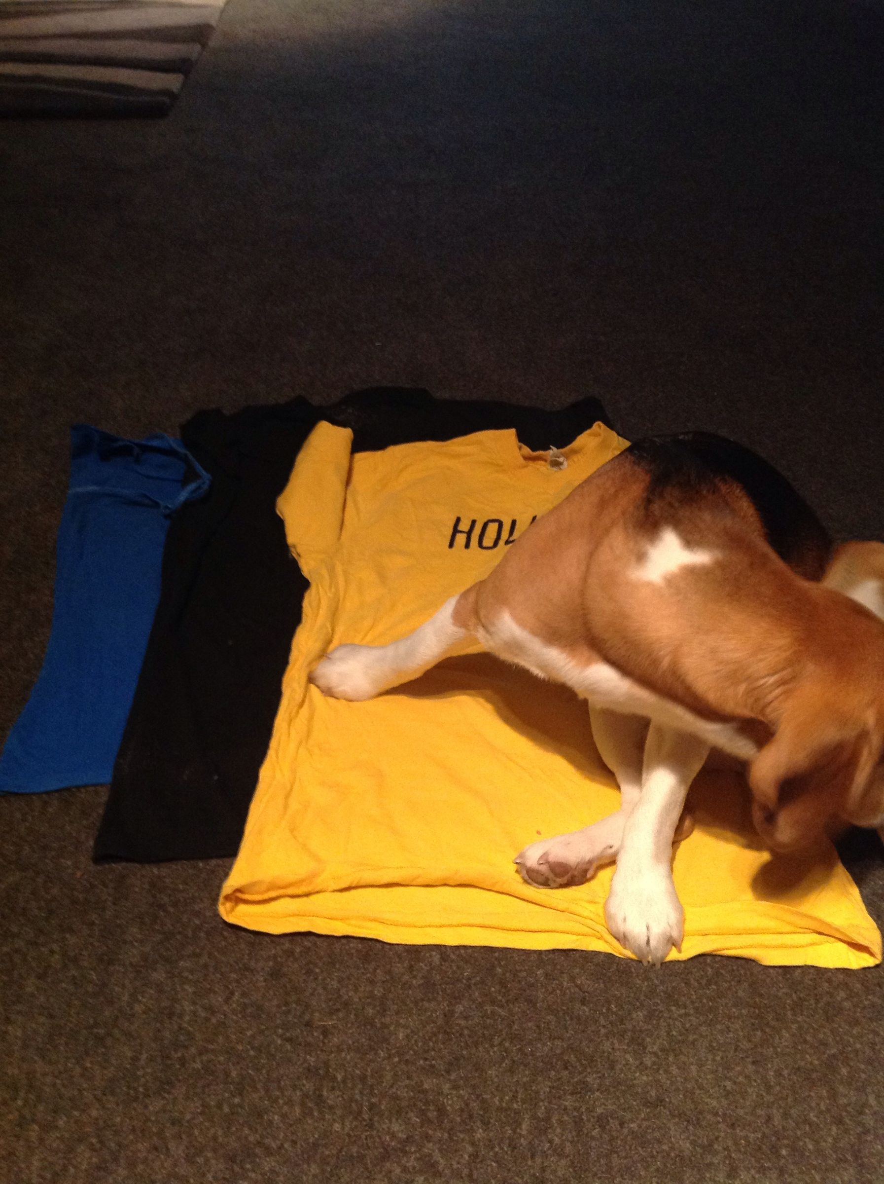 Recycled Teeshirt Dog Toy 4 Steps (with Pictures) Instructables