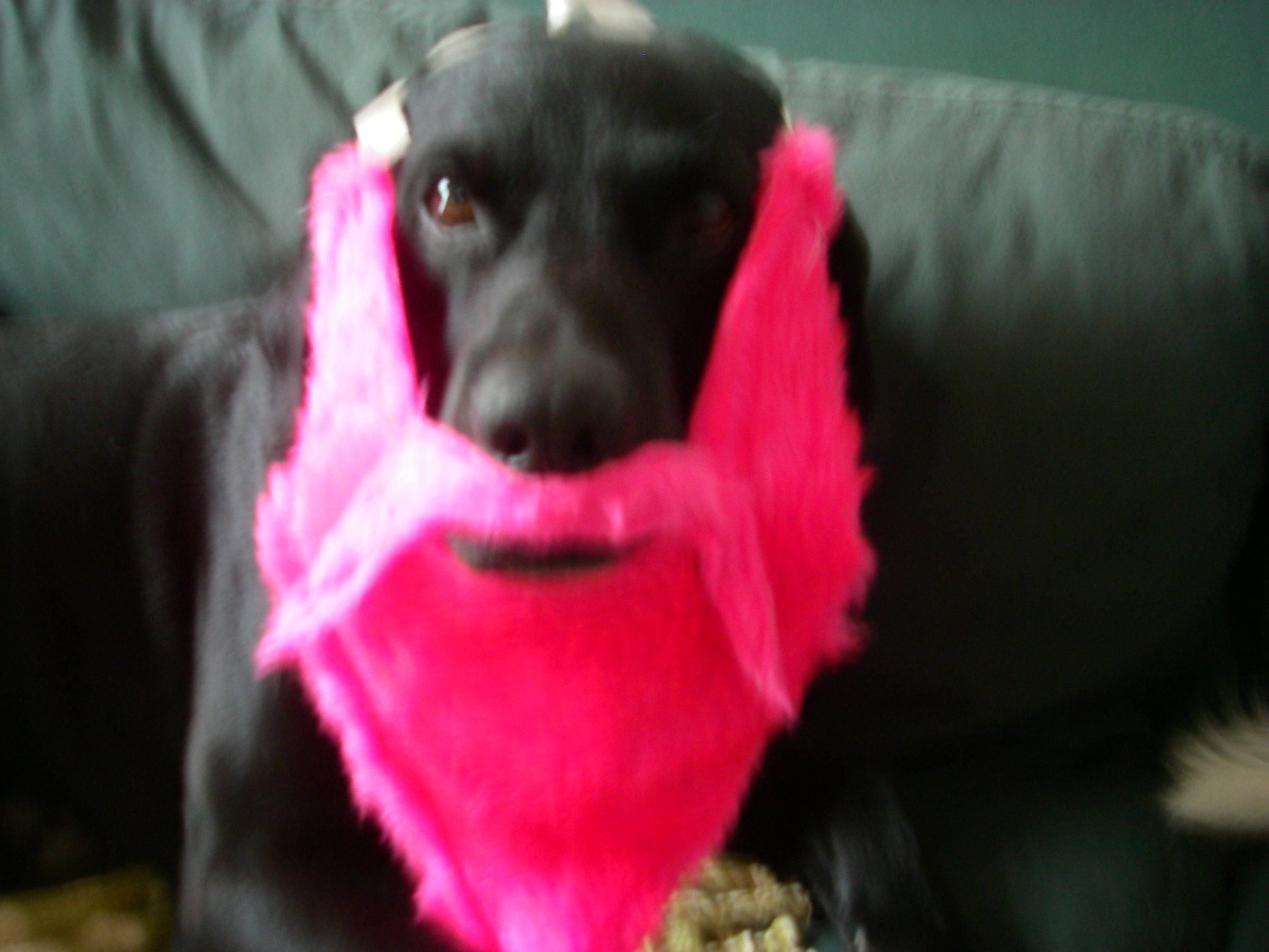 How to Make a Lovely Beard to Coordinate With Your Dress.