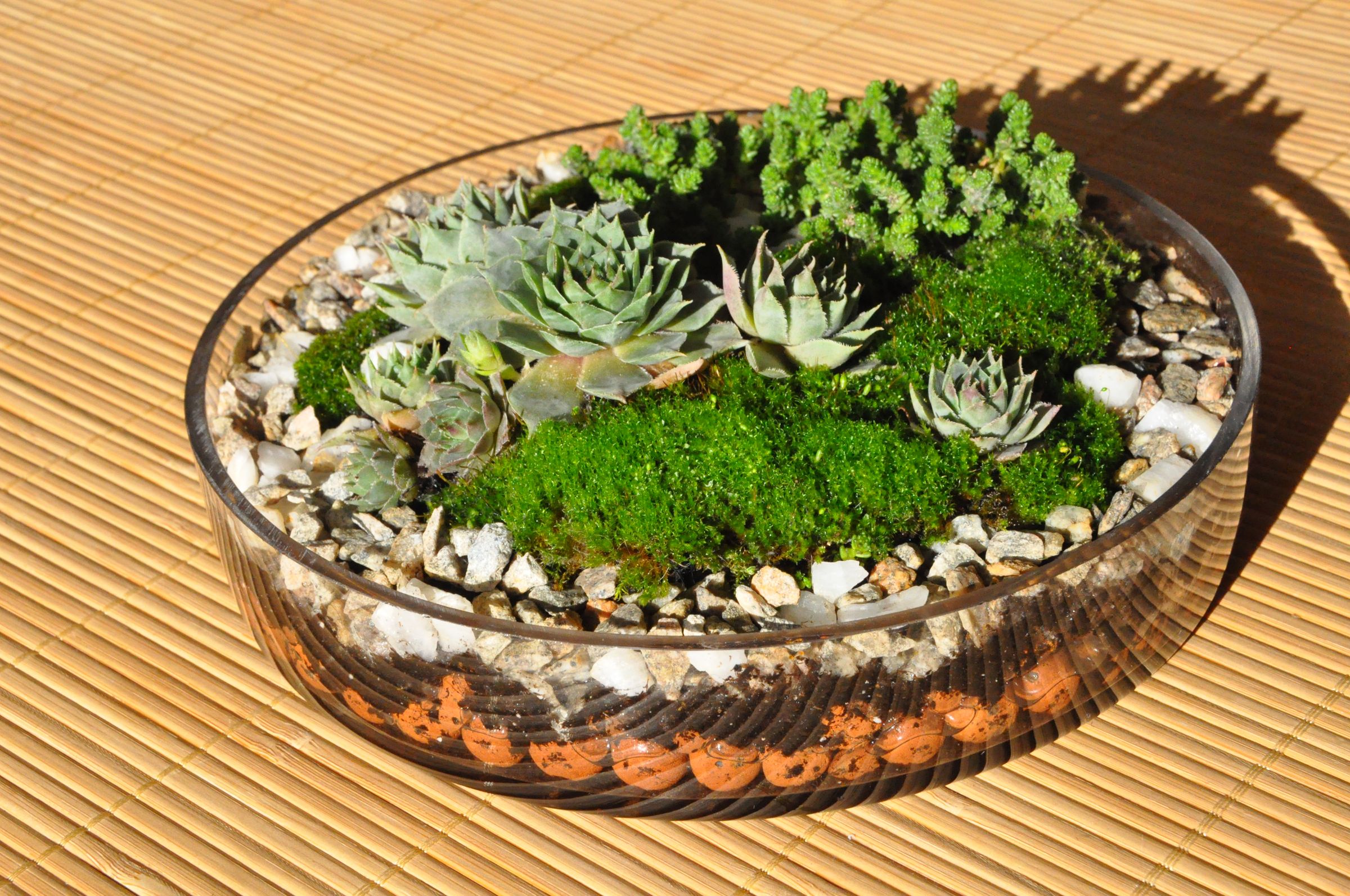 Plant Terrarium Basics.