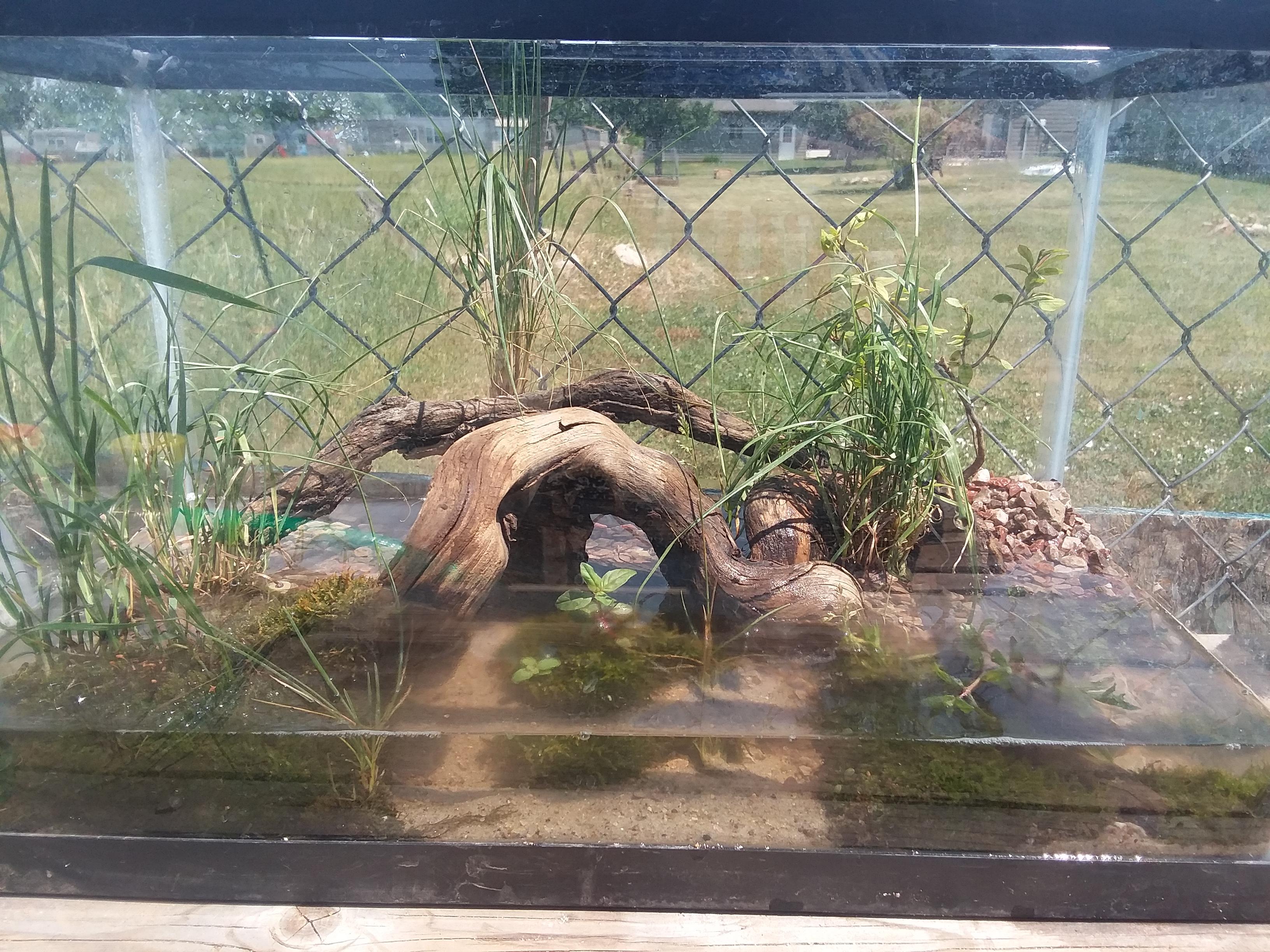 Baby Turtle Tank Setup 6 Steps Instructables