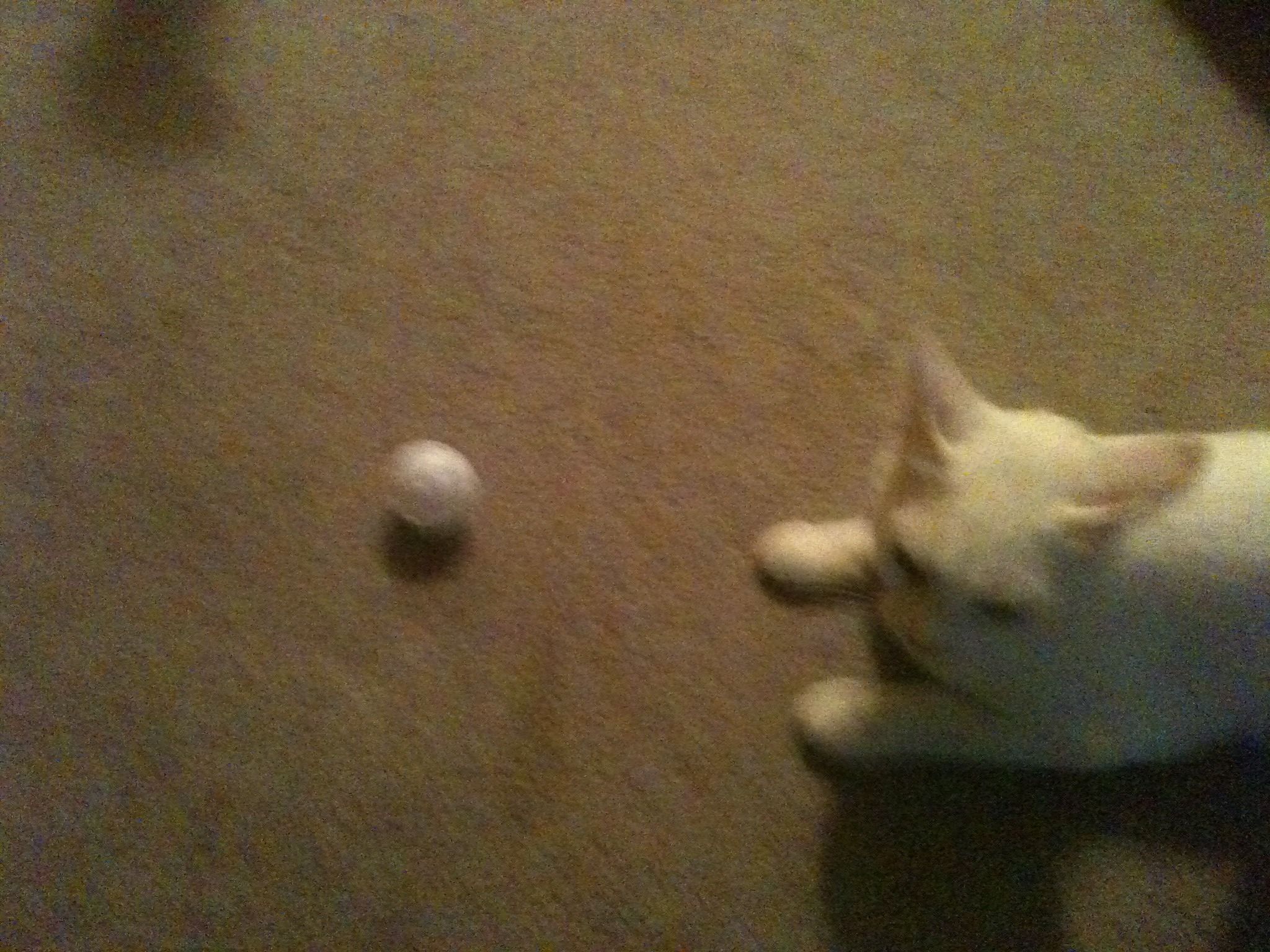 Homemade Cat Toy