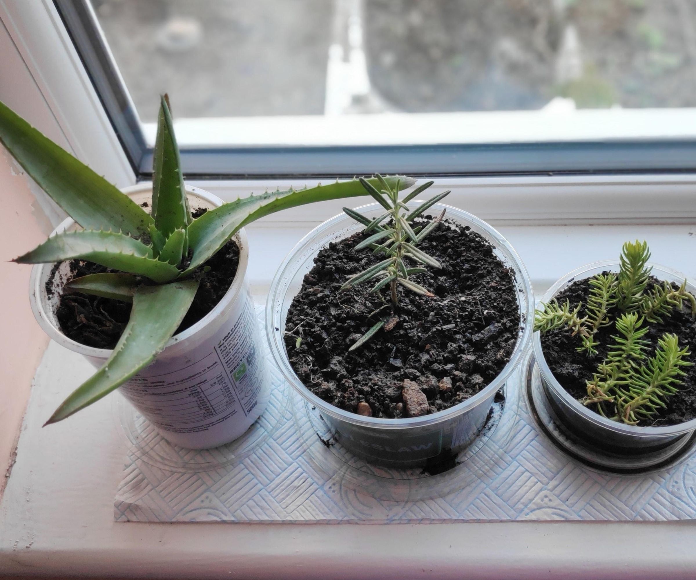 Free Plant Pots From Recycled Plastic Food Containers