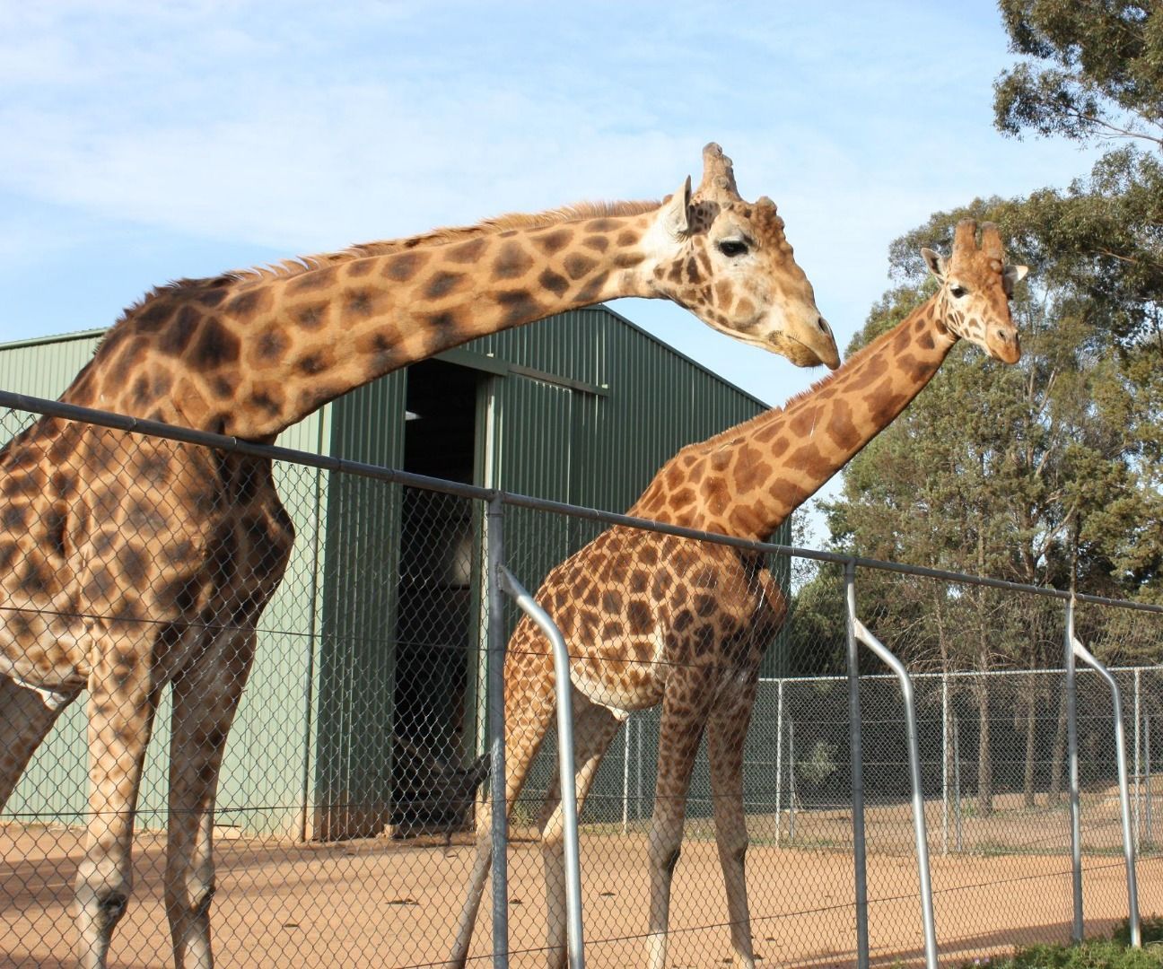 How to Plan a Trip to Dubbo Zoo