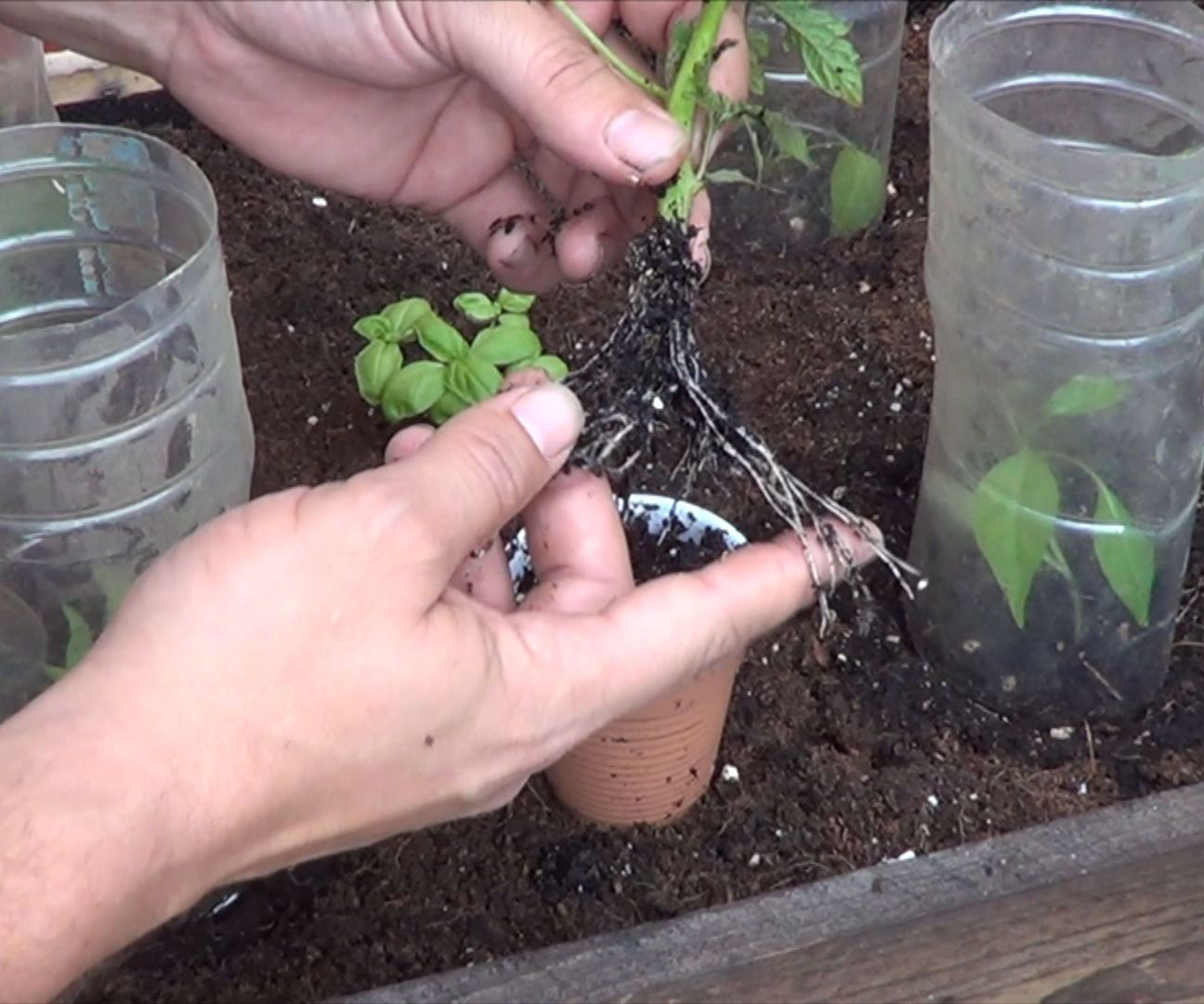 Como Tener Una Planta De Tomate En 15 Dias