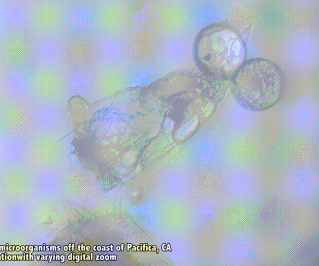 How to catch micro-organisms!