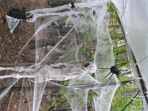 medium sized spiders