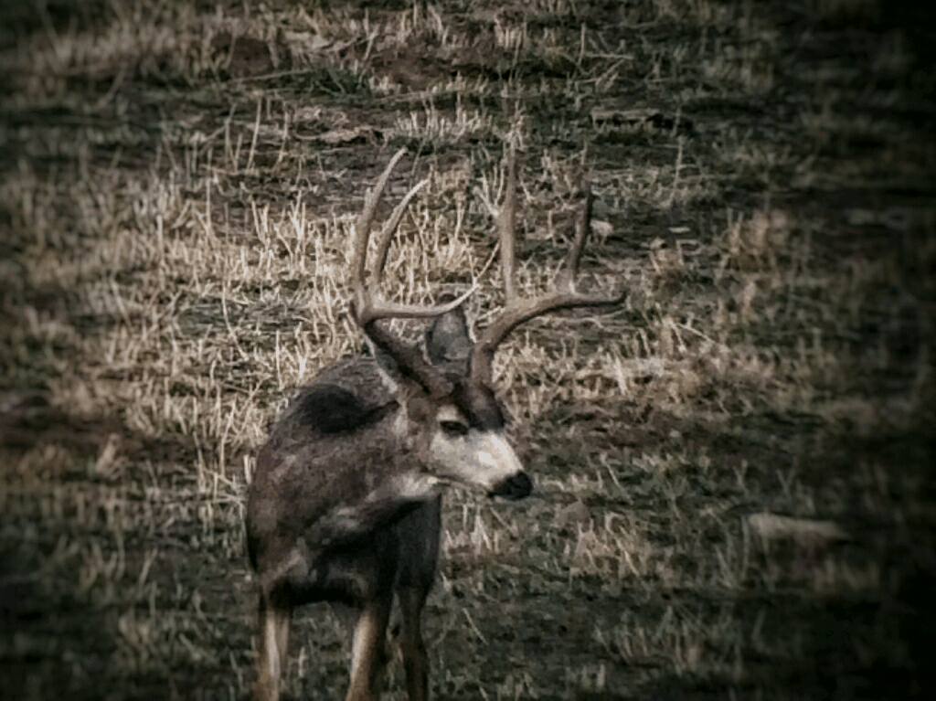 Trail Camera Tips 