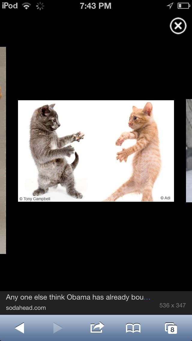 How to Make Your Cat Dance