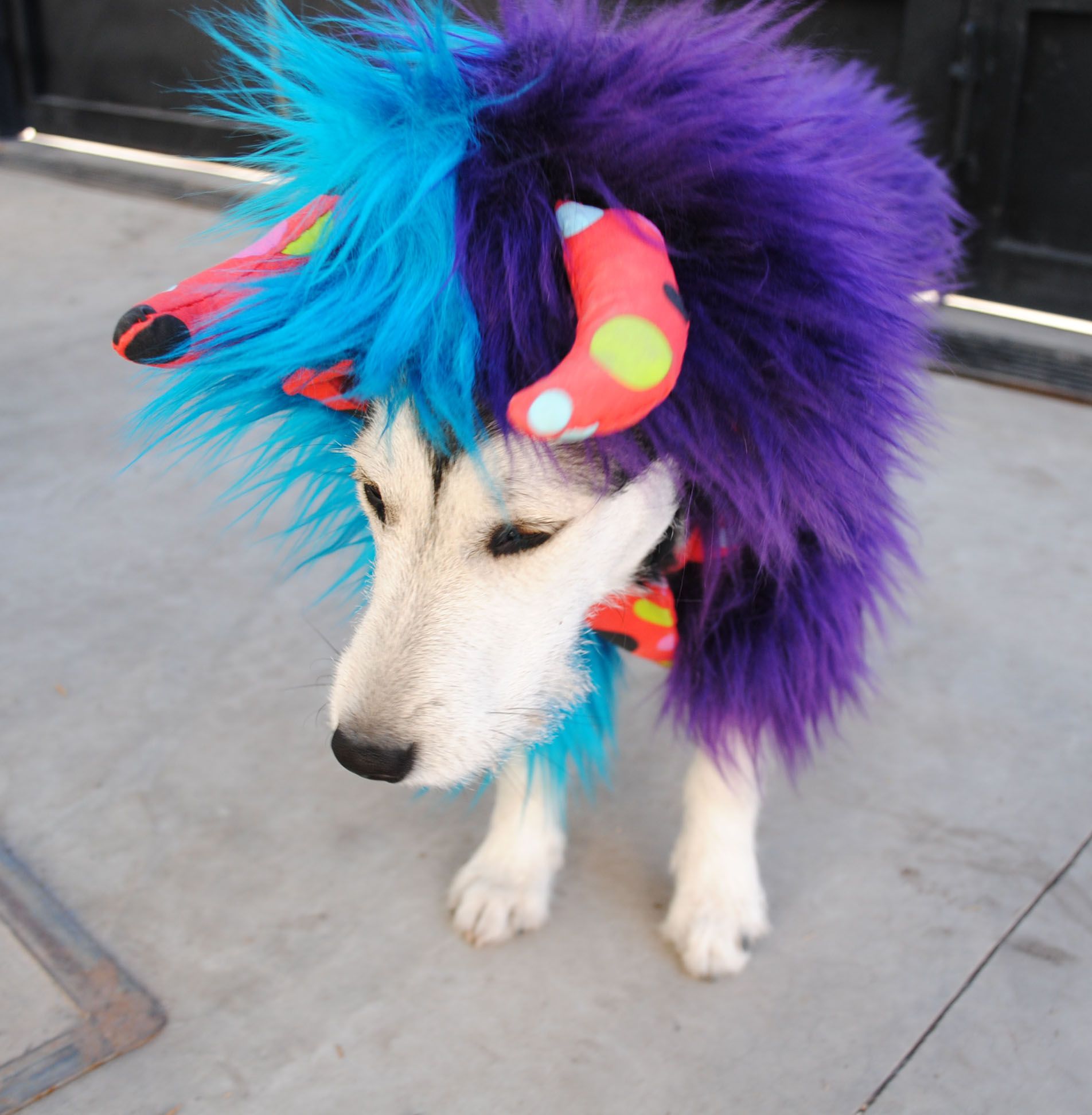 Monsters HOW TO MAKE DOG COSTUME 5 Steps (with Pictures