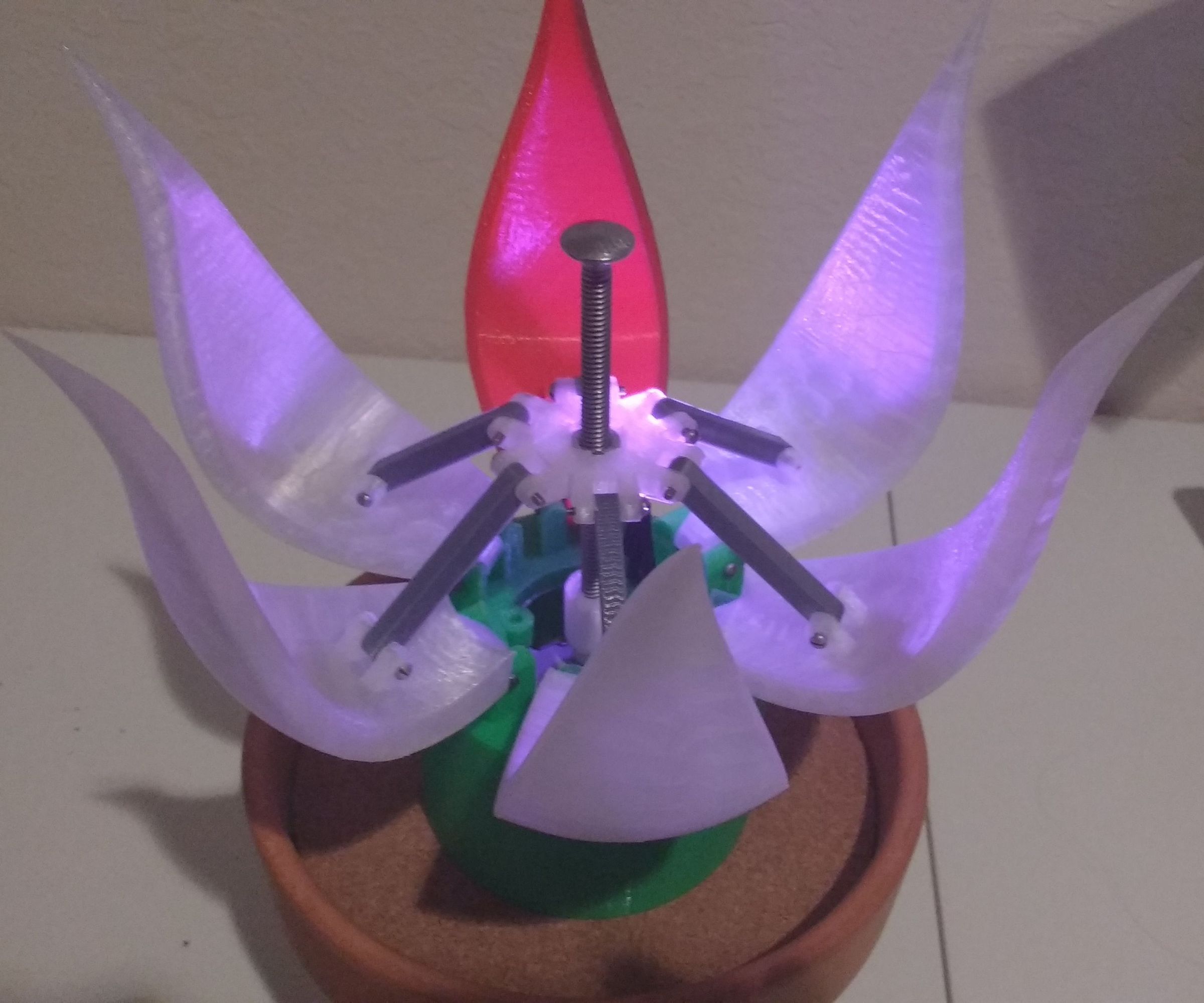 Fairy Lantern