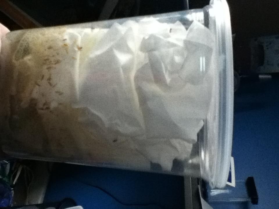 Flightless Fruit Fly Fun