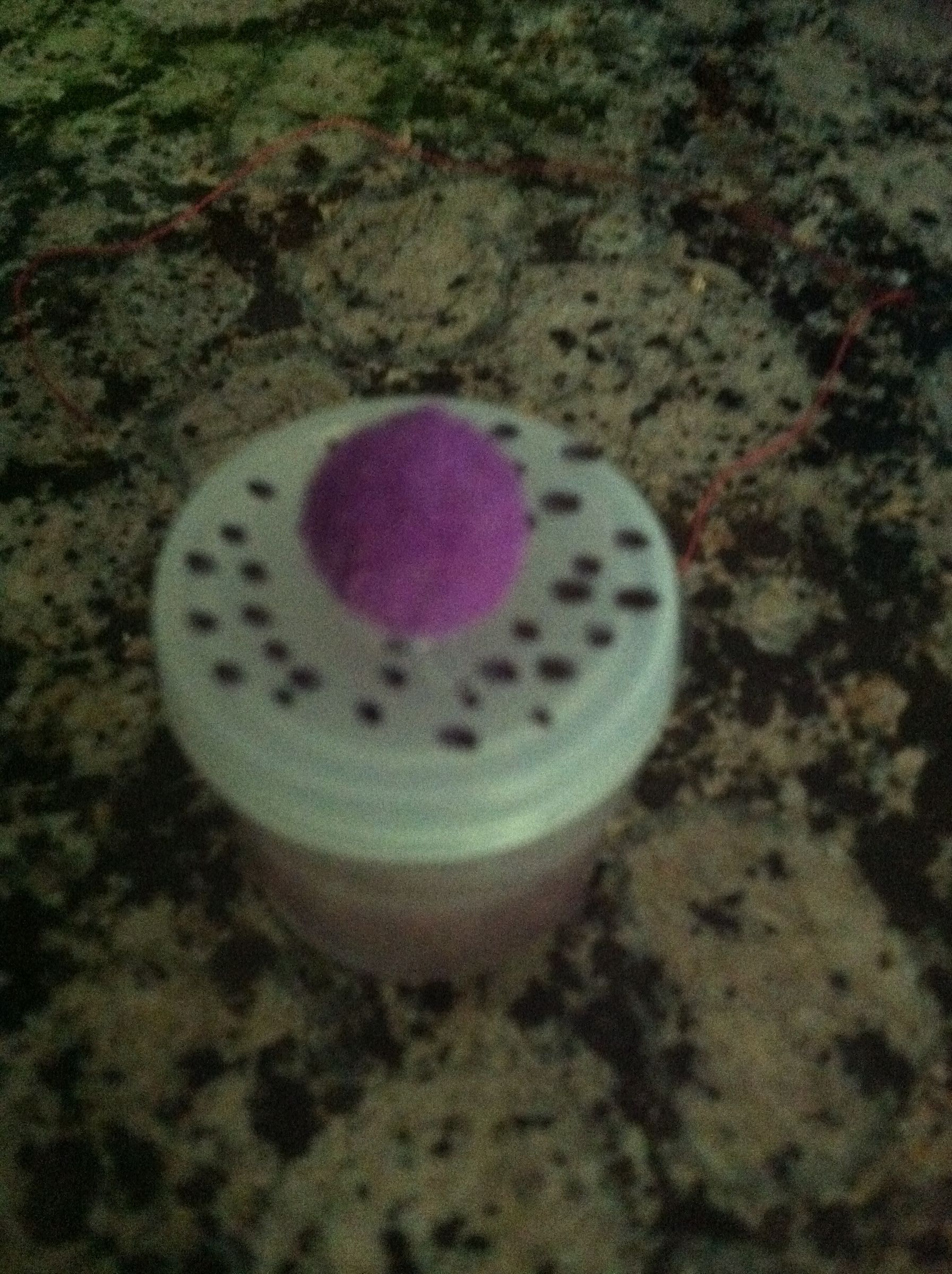 Cup Cake Lip Gloss Container