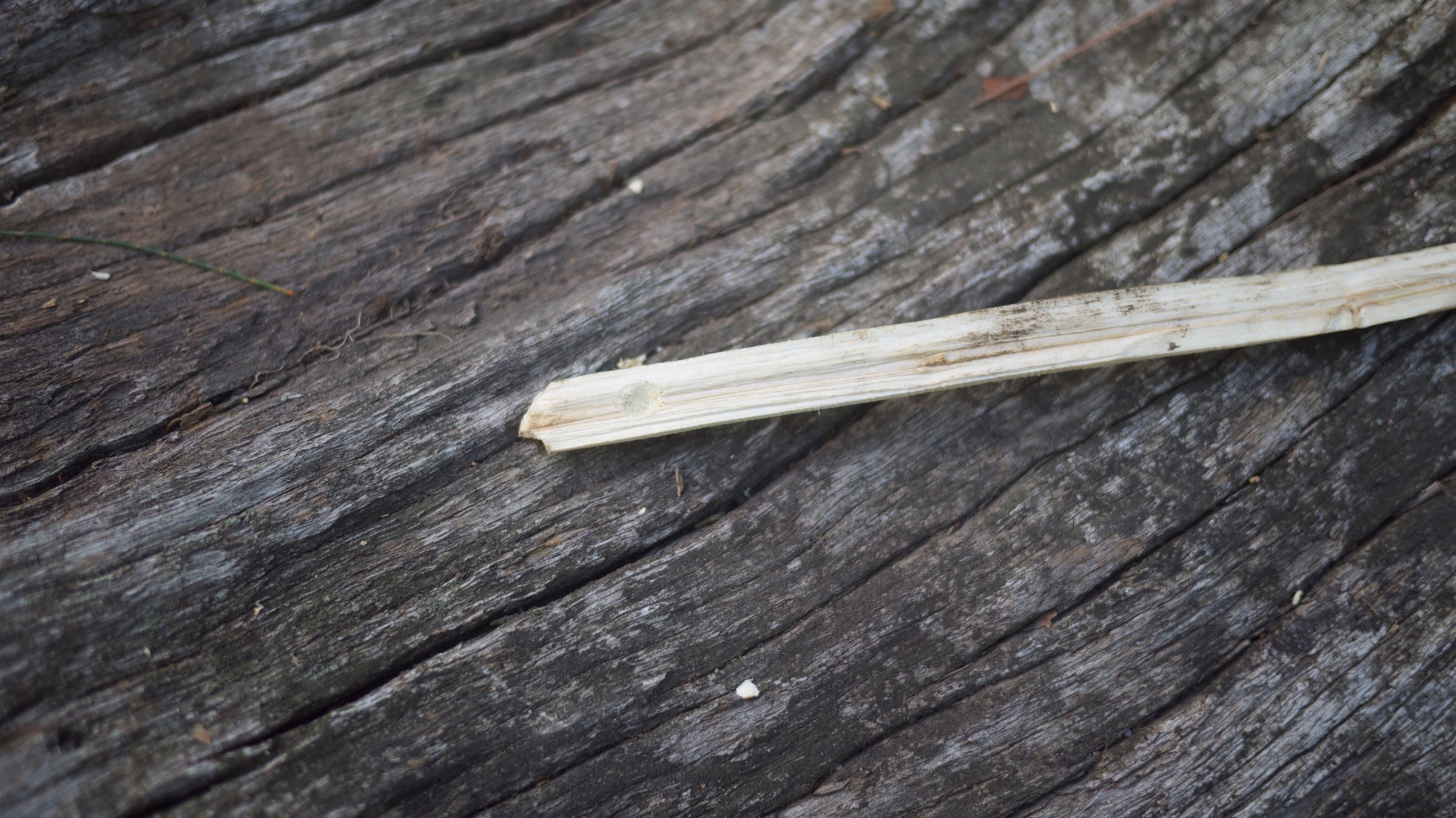 Hand Drill Fire With Green Wood! 9 Steps (with Pictures) Instructables