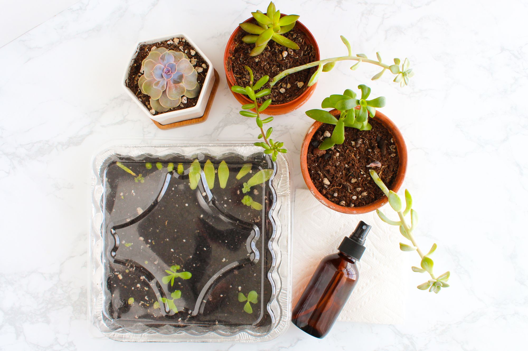 How to Propagate & Grow Succulents From Leaves : 8 Steps (with Pictures) -  Instructables