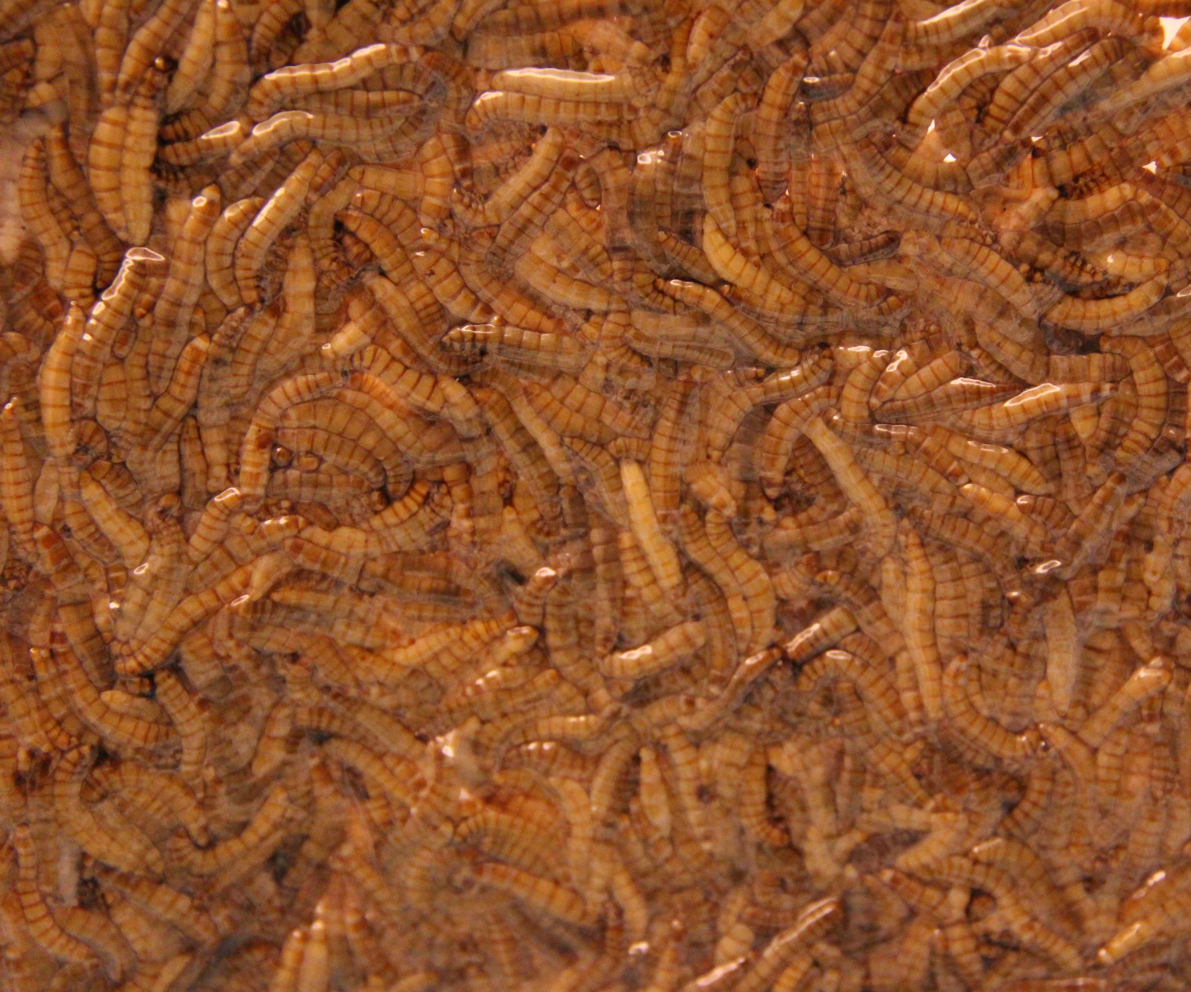 Insects for Food-Prep. 101