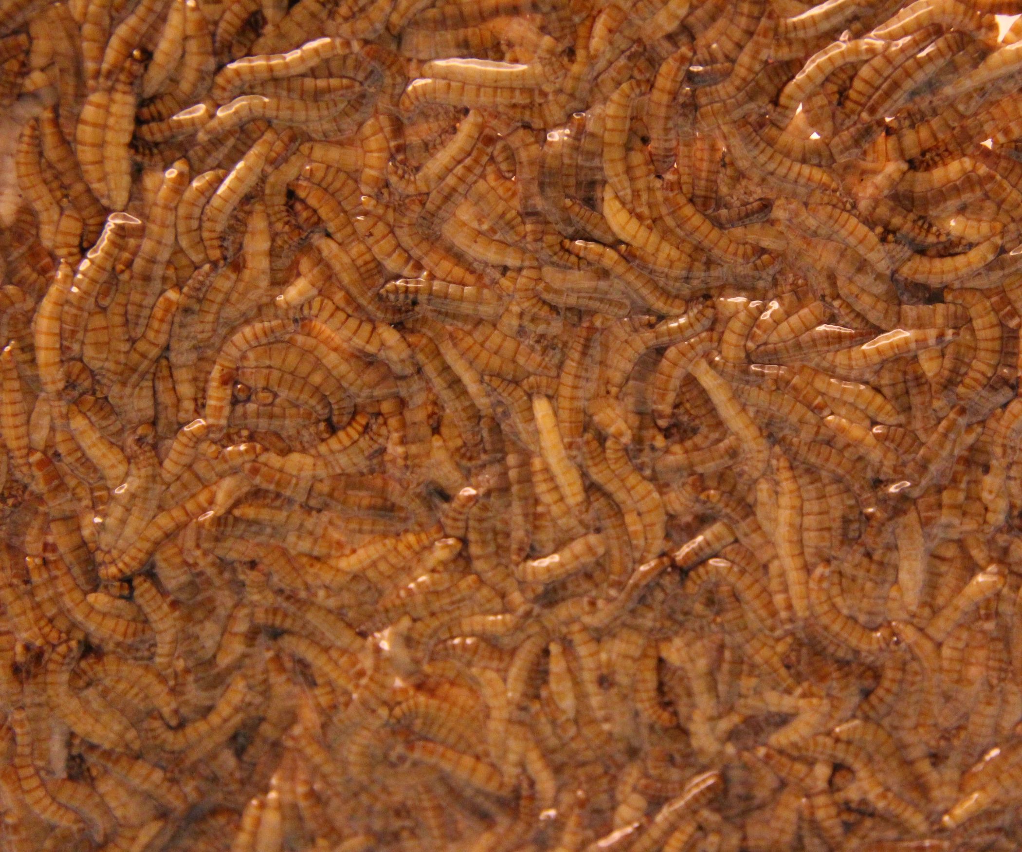 Insects for FoodPrep. 101 11 Steps (with Pictures) Instructables